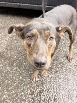Pit Bull Terrier Dogs Available for Adoption in Mobile, Alabama - Vega | PetCurious