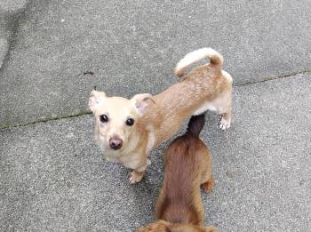 Sharkie -  Whippet Dog for Adoption in Uxbridge, Massachusetts - Sharkie | PetCurious