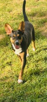 Delta -  Australian Kelpie Dog for Adoption in Foley, Alabama - Delta | PetCurious