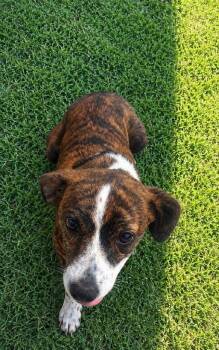 Dolly -  Terrier and Mixed Breed Dog for Adoption in Gallatin, Tennessee - Dolly | PetCurious