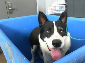 Rescue Mixed Breed Dogs for Adoption in Dallas, Texas - SKUNK | PetCurious