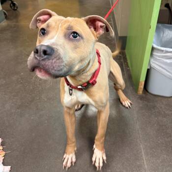 Mixed Breed Dogs Available for Adoption in Norman, Oklahoma - NAWC-Stray-62214 | PetCurious