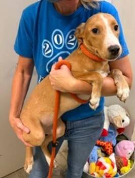 Ivy -  Mixed Breed Dog for Adoption in Morristown, New Jersey - Ivy | PetCurious