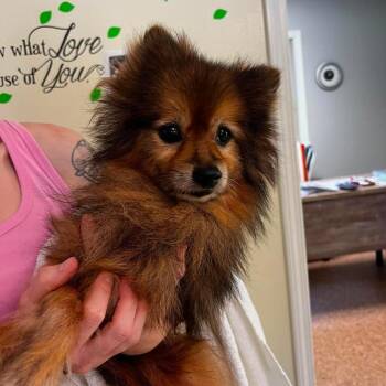 Jovi -  Pomeranian Dog for Adoption in Harrisville, West Virginia - Jovi | PetCurious