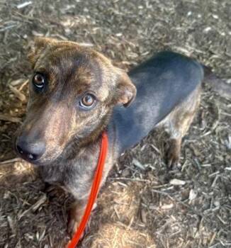Ladybird -  Dachshund and Mixed Breed Dog for Adoption in Wilkesboro, North Carolina - Ladybird | PetCurious