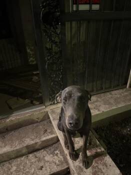 Rescue Doberman Pinscher Dogs for Adoption in San Antonio, Texas - SMOKEY | PetCurious