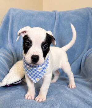 Labrador Retriever Dogs Available for Adoption in Lafayette, Louisiana - Gouda | PetCurious