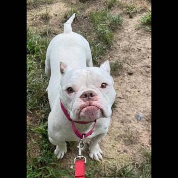 Rescue Bulldog Dogs for Adoption in Midlothian, Virginia - Heavens To Betsy | PetCurious