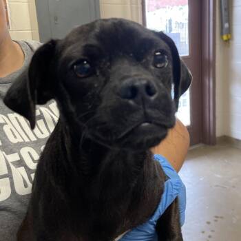Hurricane -  Terrier and Mixed Breed Dog for Adoption in San Antonio, Texas - Hurricane | PetCurious