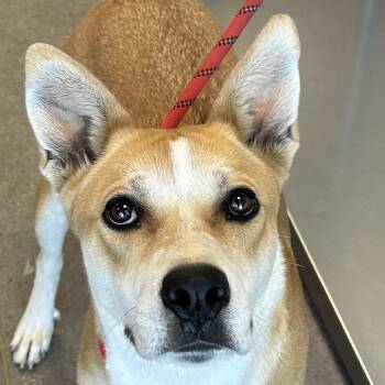 Rescue Mixed Breed Dogs for Adoption in Las Cruces, New Mexico - Canela | PetCurious