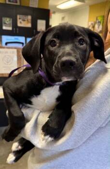 Labrador Retriever and Mastiff Dogs Available for Adoption in Bowling Green, Kentucky - Tobi | PetCurious