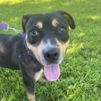 Rottweiler Dogs Available for Adoption - Semi | PetCurious