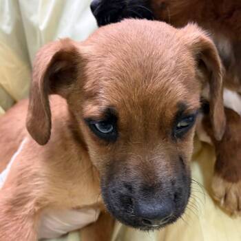 Mixed Breed Dogs Available for Adoption - Papas Freezeria | PetCurious