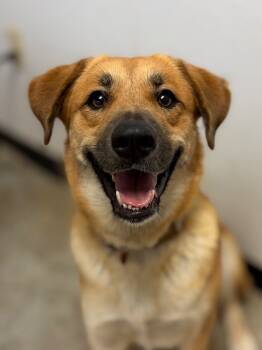 Rescue Golden Retriever and Mixed Breed Dogs for Adoption in Lockhart, Texas - Miel | PetCurious
