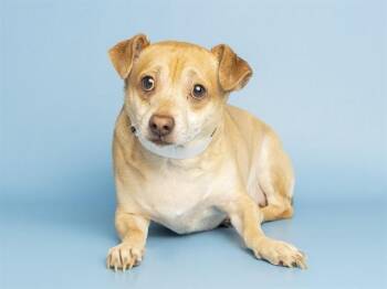 TANK -  Chihuahua Dog for Adoption in Phoenix, Arizona - TANK | PetCurious