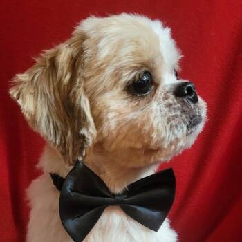 Prince -  Shih Tzu Dog for Adoption in Santa Fe, Texas - Prince | PetCurious