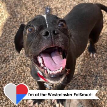 Eklutna -  Pug Dog for Adoption in Fort Collins, Colorado - Eklutna | PetCurious