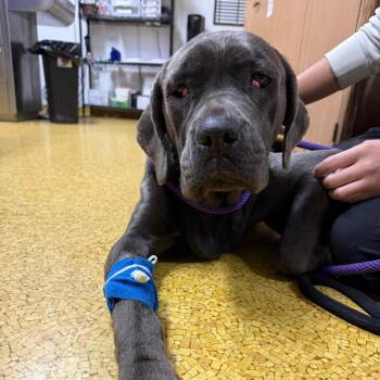 Labrador Retriever Dogs Available for Adoption - Kahea | PetCurious