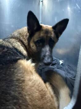 German Shepherd Dog Dogs Available for Adoption in San Antonio, Texas - A809453 | PetCurious