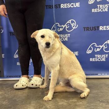 Labrador Retriever Dogs Available for Adoption in Waterford, New Jersey - BYRON | PetCurious