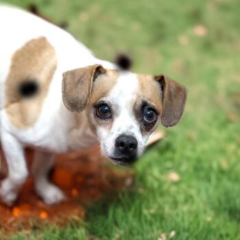 Terrier and Mixed Breed Dogs Available for Adoption in Gainesville, Georgia - Kevin | PetCurious