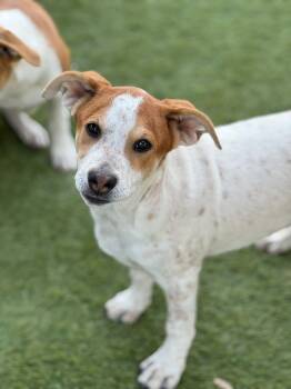 Rescue Hound and Australian Cattle Dog Blue Heeler Dogs for Adoption in Fort Worth, Texas - Pumpkin | PetCurious