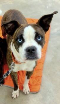 Boxer and Boston Terrier Dogs Available for Adoption in Alexander, Arkansas - Willa | PetCurious