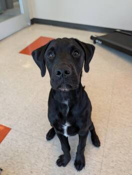 Messi A218663 -  Labrador Retriever Dog for Adoption in Plano, Texas - Messi A218663 | PetCurious