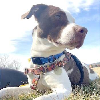 Mixed Breed Dogs Available for Adoption - Zuko | PetCurious