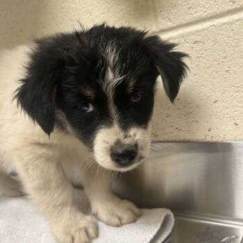 Mattingly -  Mixed Breed Dog for Adoption in Asheville, North Carolina - Mattingly | PetCurious