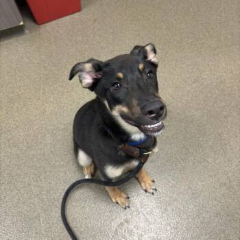 Boogs -  German Shepherd Dog Dog for Adoption in Council Bluffs, Iowa - Boogs | PetCurious