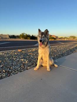 AGAVE (Gavi) -  Husky Dog for Adoption in Chandler, Arizona - AGAVE (Gavi) | PetCurious