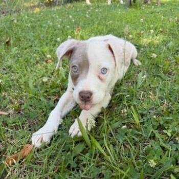 Pachy -  Pit Bull Terrier Dog for Adoption in East St. Louis, Illinois - Pachy | PetCurious