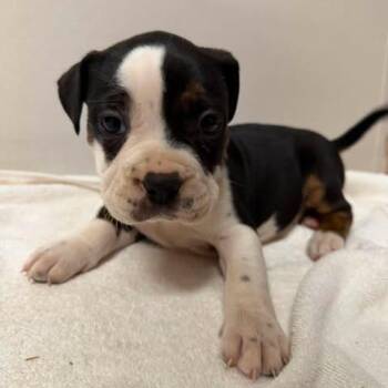 Jellybean -  Pit Bull Terrier Dog for Adoption in Jarrettsville, Maryland - Jellybean | PetCurious