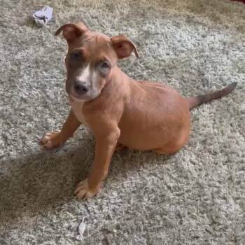 Lily -  Black Mouth Cur and Terrier Dog for Adoption in New Orleans, Louisiana - Lily | PetCurious