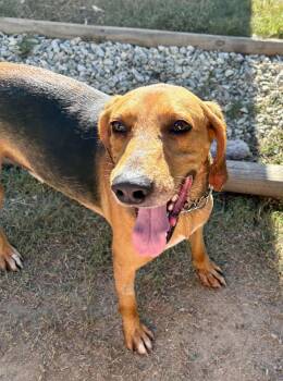 Holler -  American Foxhound and Hound Dog for Adoption in Sanford, North Carolina - Holler | PetCurious