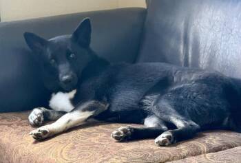 Rescue German Shepherd Dog and Cattle Dog Dogs for Adoption in Delray Beach, Florida - Xena | PetCurious