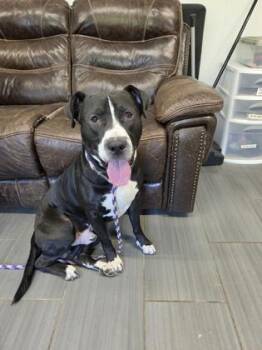 Mixed Breed Dogs Available for Adoption in West Chester, Pennsylvania - Mr White Sox | PetCurious