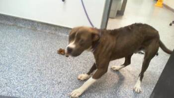 A1266522 -  Pit Bull Terrier Dog for Adoption in Charlotte, North Carolina - A1266522 | PetCurious