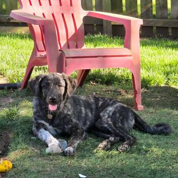 Nova -  Anatolian Shepherd and Great Pyrenees Dog for Adoption - Nova | PetCurious