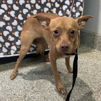 Miniature Pinscher and Chihuahua Dogs Available for Adoption in Chino Hills, California - Chiquita - Chino Hills Location | PetCurious