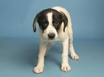 LAUREN -  Husky Dog for Adoption in Phoenix, Arizona - LAUREN | PetCurious