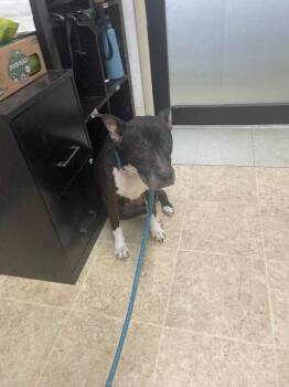 Pearl -  Mixed Breed Dog for Adoption in Cincinnati, Ohio - Pearl | PetCurious