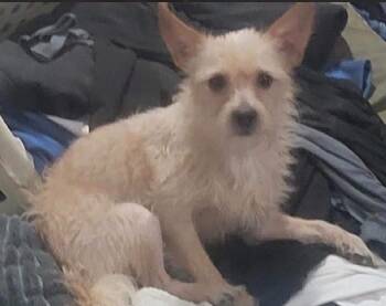 Jax -  Mixed Breed Dog for Adoption in Fountaintown, Indiana - Jax | PetCurious