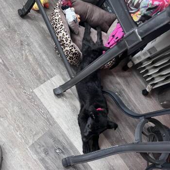 Black Labrador Retriever and Mixed Breed Dogs Available for Adoption in Avon, Ohio - Cynthia | PetCurious