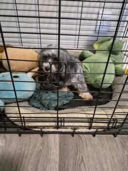 Terrier Dogs Available for Adoption in Lawrenceville, Georgia - Pen 238 | PetCurious