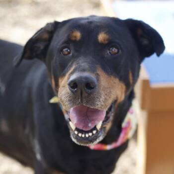 CALLIOPE -  Rottweiler Dog for Adoption in San Antonio, Texas - CALLIOPE | PetCurious