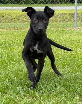 Morgan -  Mixed Breed Dog for Adoption in Kingsland, Georgia - Morgan | PetCurious