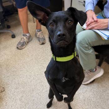 Kody -  Manchester Terrier and Labrador Retriever Dog for Adoption in Kanab, Utah - Kody | PetCurious