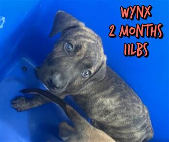 Mixed Breed Dogs Available for Adoption in Holbrook, New York - WYNX | PetCurious